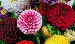 大丽花康士坦丝技能爆料最新消息,神秘力量觉醒，战力再升级！