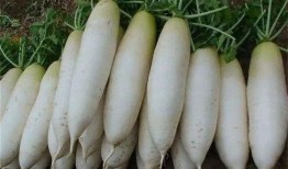 南京大萝卜爆料案件最新,揭秘背后惊人真相与法律较量