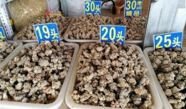 文山三七行情最新爆料