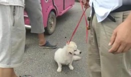 狗狗最新爆料视频播放大全,萌宠瞬间，笑料横生！