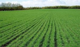 临沧菜籽价最新爆料,涨跌走势揭秘！”